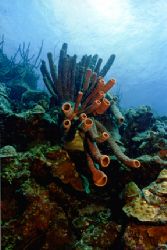 Peculiar soft coral formation, Bonaire.
Nikonos V, 20mm ... by Matthew Shanley 